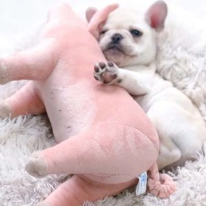 Varken hondenspeeltje voor alle honden